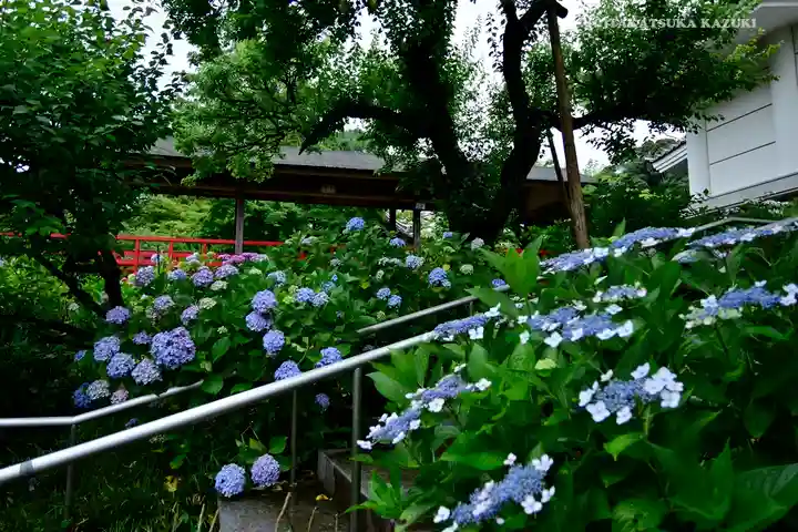 本土寺(千葉県)