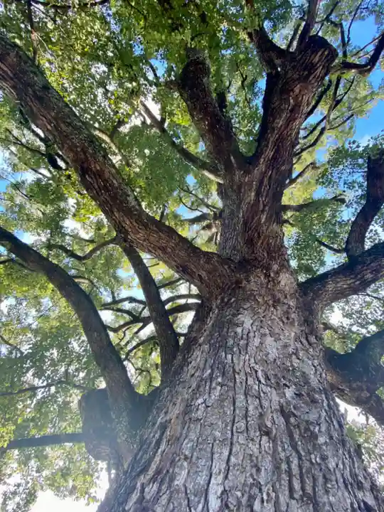 平野神社の自然