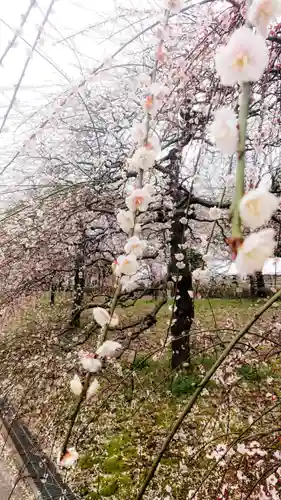 尾張大國霊神社（国府宮）の自然