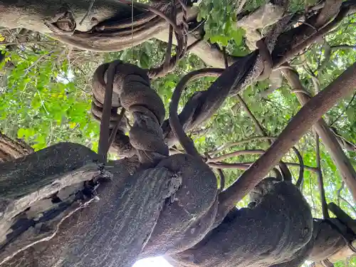 豊藤稲荷神社の自然
