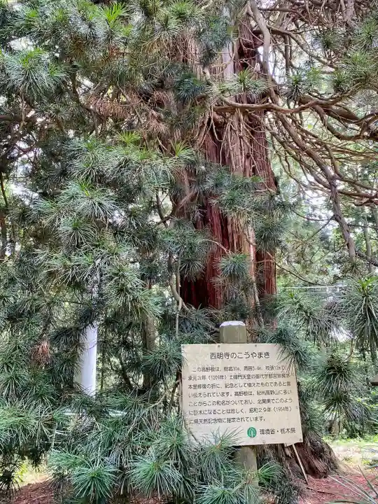 西明寺(栃木県)