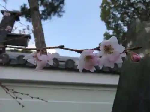 廬山寺（廬山天台講寺）の自然