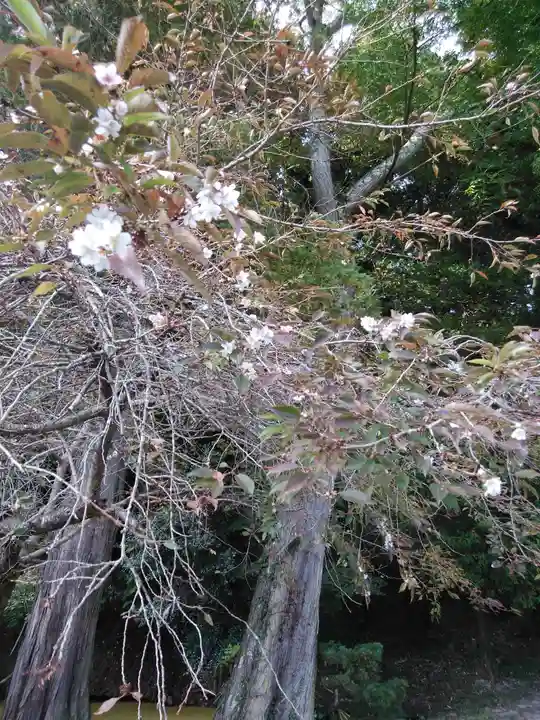 鹿島大神宮の自然