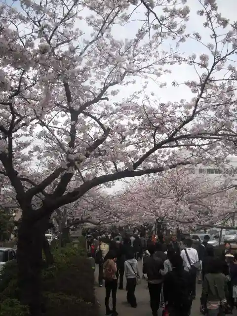 鶴岡八幡宮の自然