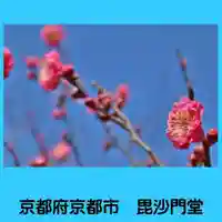 毘沙門堂門跡の自然