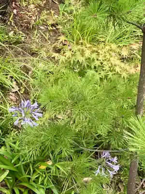 金子稲荷大明神の自然