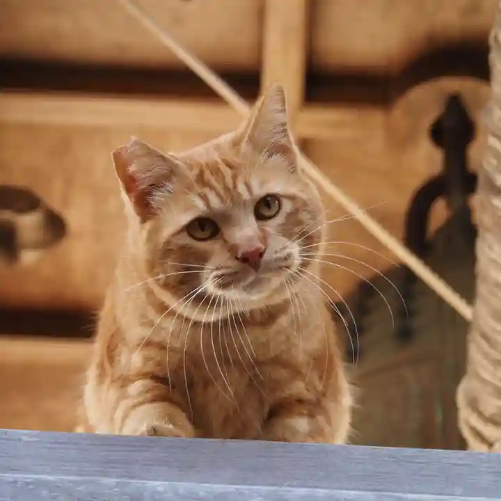 天王山 安楽寺(福井県)