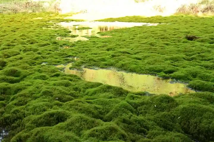 大山祇神社(高知県)