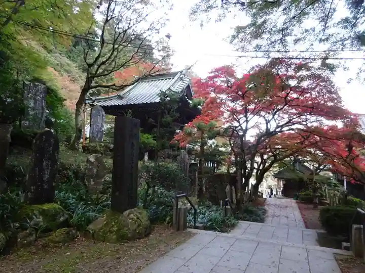 最乗寺(道了尊)の自然