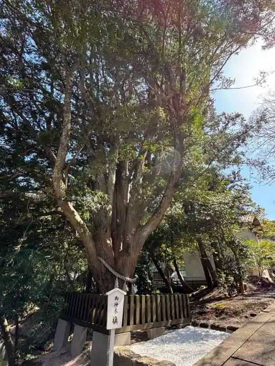 安房神社の{uncategorized: "未分類", other: "その他", undefined: "問題あり", building: "その他建物", grave: "お墓", sacred_gate: "鳥居", guardian: "狛犬", statue: "像", buddha: "仏像", history: "歴史", nature: "自然", garden: "庭園", animal: "動物", pagoda: "塔", temizu: "手水舎", mountain_gate: "山門・神門", sanctuary: "本殿・本堂", subordinate: "末社・摂社", art: "芸術", scenery: "景色", jizo: "地蔵", ema: "絵馬", goshuin: "御朱印", omikuji: "おみくじ", items: "授与品その他", amulet: "お守り", goshuincho: "御朱印帳", eats: "食事", festival: "お祭り", votive_dance: "神楽", shichigosan: "七五三参", wedding: "結婚式", experience: "体験その他", initially: "初詣", around: "周辺", anti_infection: "感染症対策"}