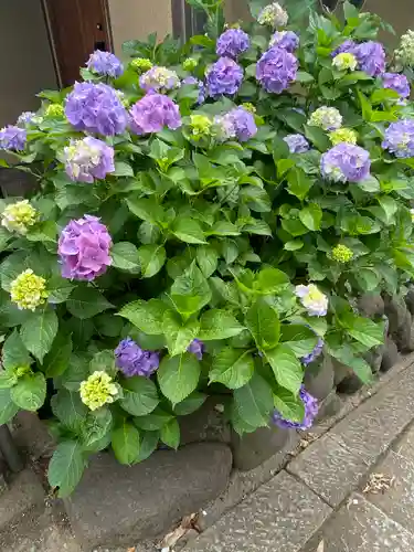 所澤神明社の自然