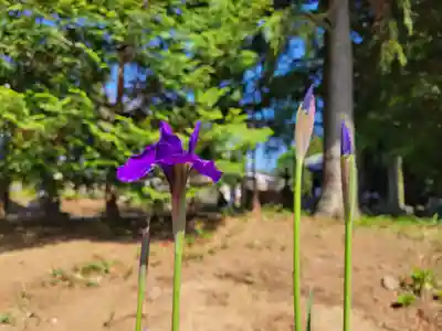 伏木香取神社(茨城県)