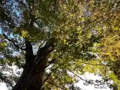 白鳥神社(長野県)