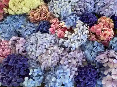 桜神宮(東京都)