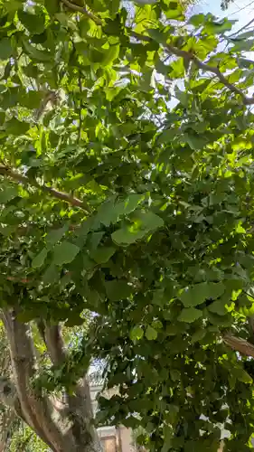西福寺(京都府)