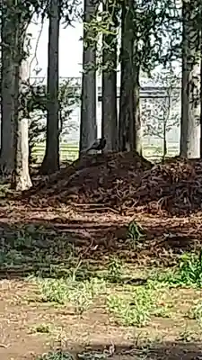 鹿嶋三嶋神社(茨城県)