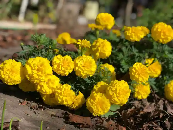 木舟山 順教寺の自然