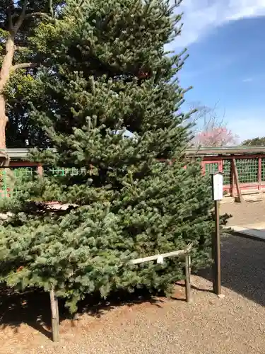 志波彦神社・鹽竈神社の自然