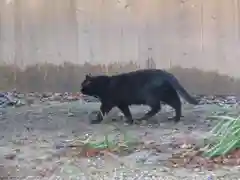 宗像神社の動物