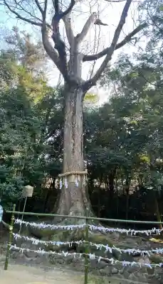 宇治上神社の{uncategorized: "未分類", other: "その他", undefined: "問題あり", building: "その他建物", grave: "お墓", sacred_gate: "鳥居", guardian: "狛犬", statue: "像", buddha: "仏像", history: "歴史", nature: "自然", garden: "庭園", animal: "動物", pagoda: "塔", temizu: "手水舎", mountain_gate: "山門・神門", sanctuary: "本殿・本堂", subordinate: "末社・摂社", art: "芸術", scenery: "景色", jizo: "地蔵", ema: "絵馬", goshuin: "御朱印", omikuji: "おみくじ", items: "授与品その他", amulet: "お守り", goshuincho: "御朱印帳", eats: "食事", festival: "お祭り", votive_dance: "神楽", shichigosan: "七五三参", wedding: "結婚式", experience: "体験その他", initially: "初詣", around: "周辺", anti_infection: "感染症対策"}