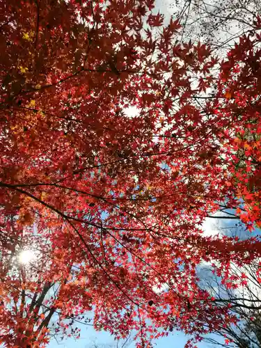 川見薬師寺の自然