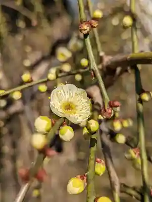 城南宮(京都府)