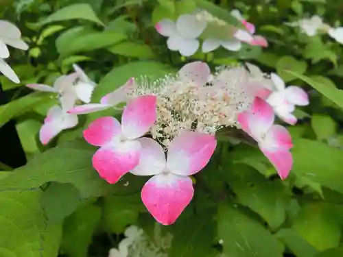 宝積山光前寺の自然