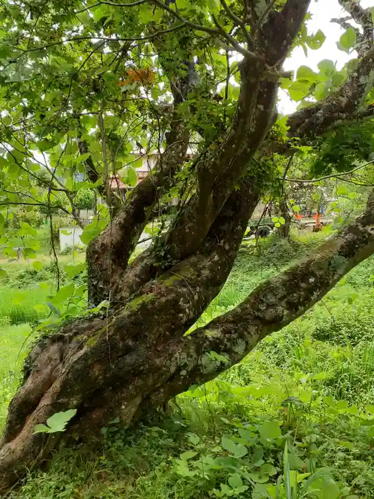 上青谷観音の自然