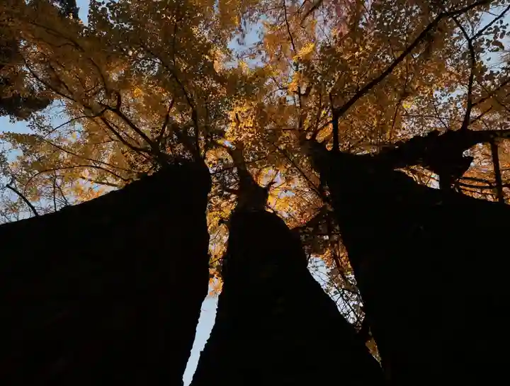 玉敷神社の自然
