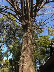 田無神社の自然