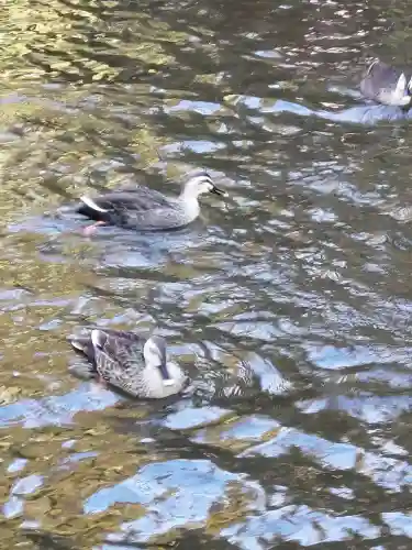 間々田八幡宮の動物