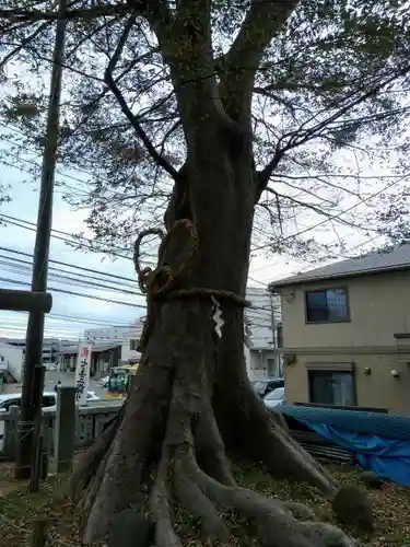 白旗神社の自然