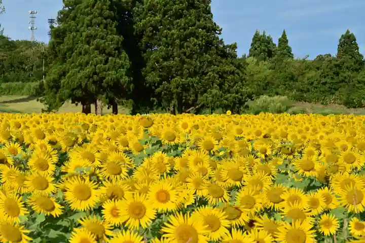 沢山神社(澤山神社)(新潟県)
