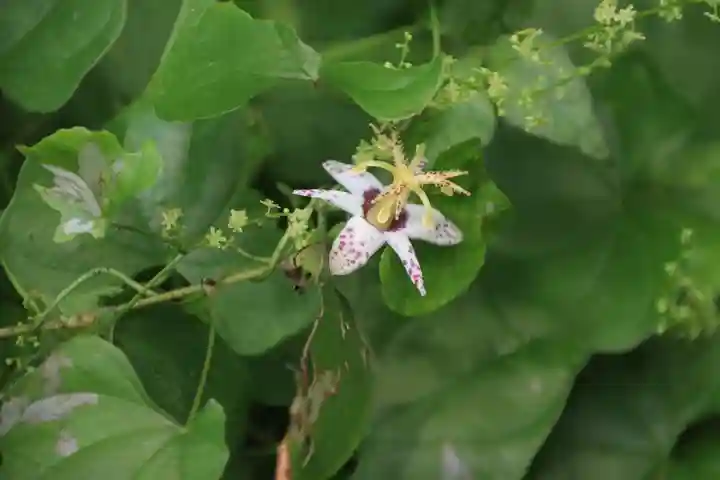 鹿島大神宮の自然