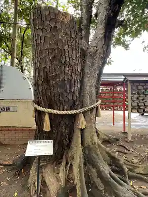 大宮・大原神社(千葉県)