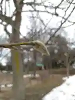 厚別神社(北海道)