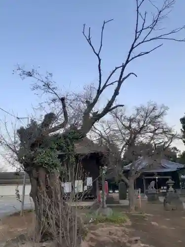 伏木香取神社の自然