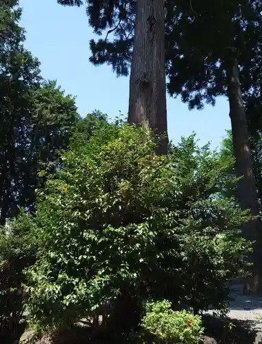浅間神社(静岡県)