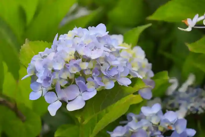 大松禅寺(京都府)