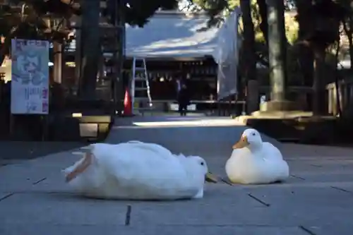 平塚八幡宮の動物