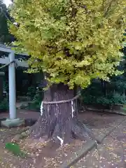 弓田香取神社の自然