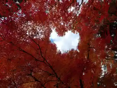 柳谷観音　楊谷寺(京都府)