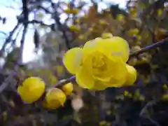 雷電神社の自然