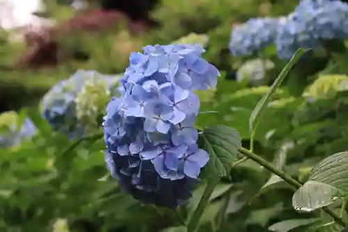 開成山大神宮の自然