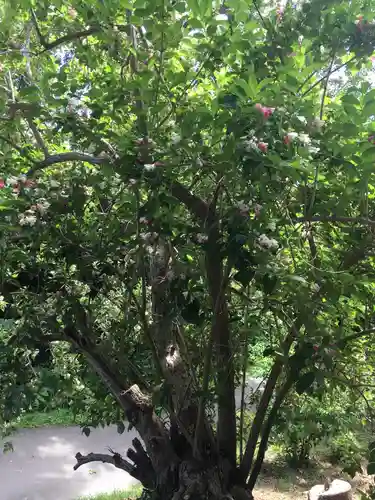 虻田神社の自然
