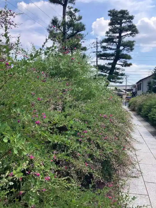 圓光禅寺(円光寺)の自然