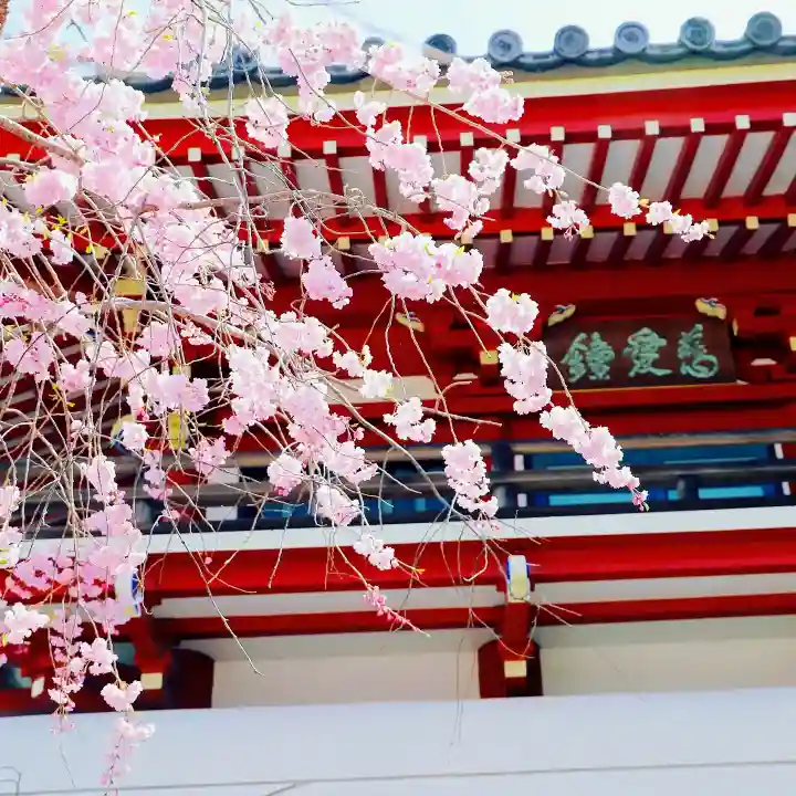 温泉山 安楽寺(四国霊場第六番札所)の自然