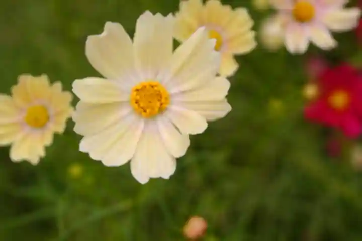 般若寺 ❁コスモス寺❁(奈良県)