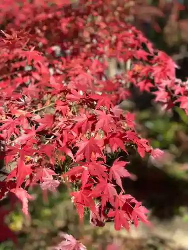 武田神社の自然