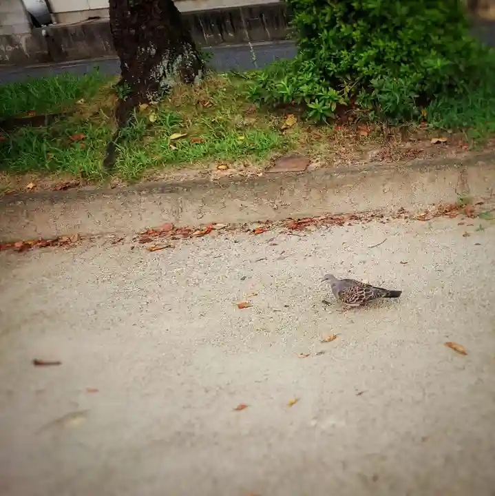 尾張大國霊神社(国府宮)の動物